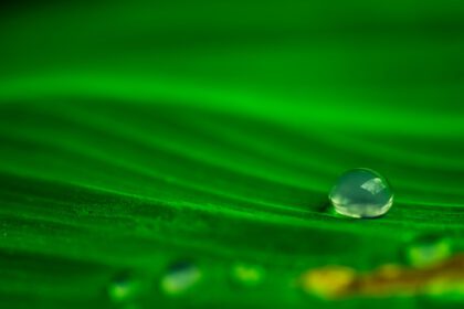 دانلود تصویر نزدیک ماکرو قطره آب در طبیعت انتزاعی برگ سبز