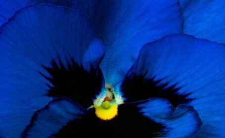 دانلود تصویر کلوزآپ پس زمینه انتزاعی گل آبی سیاه و زرد