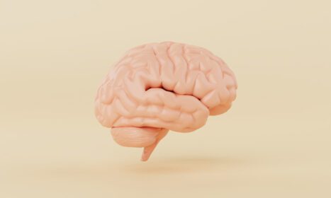 دانلود تصویر نارنجی مدل مغز ذهن ساده در زمینه زرد پزشکی