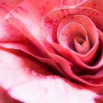 سبد خرید و پرداخت