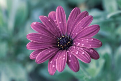 دانلود عکس نمای نزدیک از گل دیزی بنفش