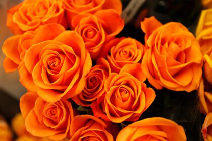 دانلود عکس نمای نزدیک از گل های نارنجی