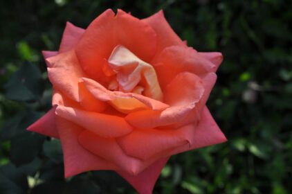 دانلود عکس درختچه گل چند ساله گل رز از جنس rosa rosaceae