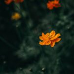 سبد خرید و پرداخت