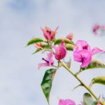 سبد خرید و پرداخت