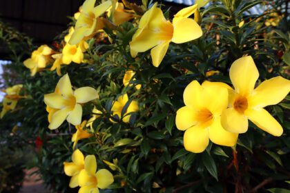 دانلود عکس علاماندا زرد یا معروف به گل طلایی در