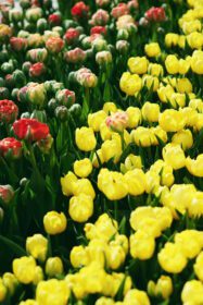دانلود عکس شگفت انگیز گل لاله های رنگارنگ الگوی طبیعت در فضای باز