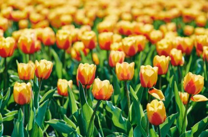 دانلود عکس شگفت انگیز گل لاله های نارنجی و زرد در فضای باز