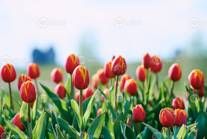 دانلود عکس شگفت انگیز گل لاله های نارنجی و زرد در فضای باز