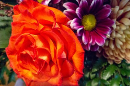 دانلود مجموعه عکس از گل های روشن در چیدمان