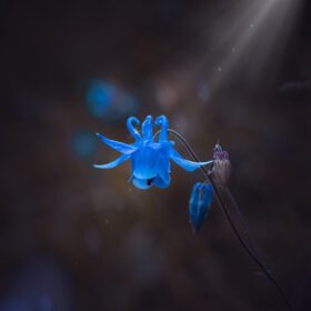 دانلود عکس گیاه گل آبی زیبا در باغ در فصل بهار