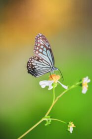 دانلود عکس پروانه های زیبا در طبیعت در جستجوی شهد