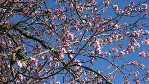 دانلود عکس درختان زیبای گیلاس و آلو در شکوفه در فصل بهار