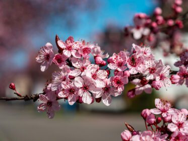 دانلود عکس شکوفه های گیلاس زیبا با گل های صورتی