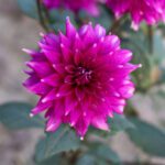 سبد خرید و پرداخت