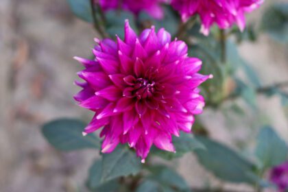 دانلود عکس گل کوکب زیبا با نمای نزدیک روی طبیعی