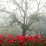 دانلود عکس hdr سنت جورج هال در لیورپول