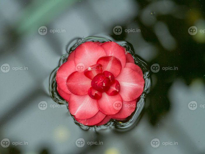 دانلود عکس پس زمینه گل زیبا