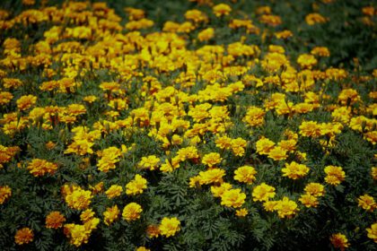 دانلود عکس زیبای گل همیشه بهار زرد فرانسوی در حال شکوفه دادن در
