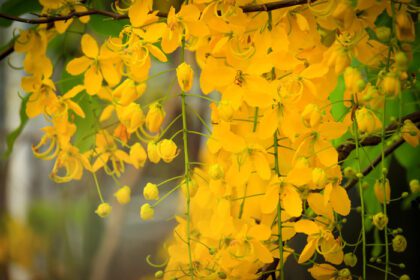 دانلود عکس زیبای گل دوش طلایی ratchaphruek استوایی زرد