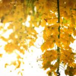دانلود وکتور طرح پترن روسری انتزاعی برای روسری سلام جک و پتویی با چرخش جوهر برس