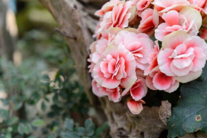 دانلود عکس گل زیبای کالانکوئه در باغ