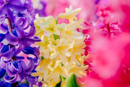 دانلود عکس سنبل های چند رنگ زیبا گل کوکنهوف هلند