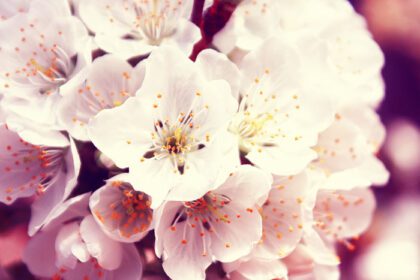 دانلود عکس نمای زیبای طبیعت از درختان گلدار بهاری روی تار