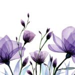 سبد خرید و پرداخت