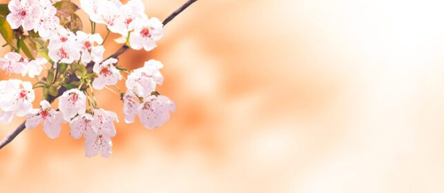 دانلود عکس نمای زیبای طبیعت از درختان گلدار بهاری روی تار