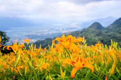دانلود عکس مزرعه گل زیبای نارنجی در کوه شصت صخره