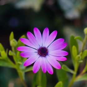 دانلود عکس گیاه گل صورتی زیبا در باغ در فصل بهار