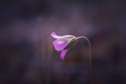 دانلود عکس گیاه گل صورتی زیبا در طبیعت در فصل بهار