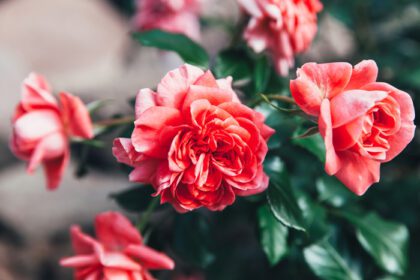 دانلود عکس گل های رز صورتی زیبا در طبیعت تابستانی