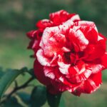 دانلود طرح تابلو