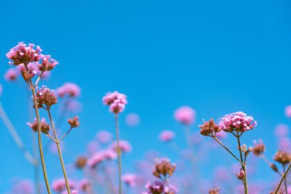دانلود عکس مزرعه گل های صورتی زیبا زیر آسمان آبی