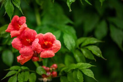 دانلود عکس گل های قرمز زیبای تاک ترومپت یا خزنده شیپوری