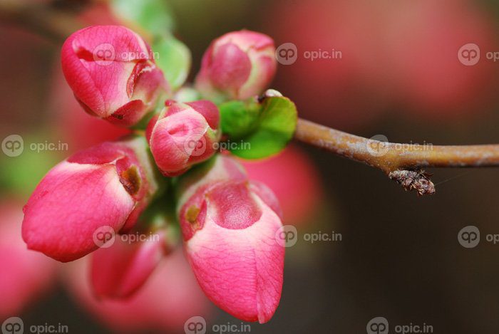 دانلود عکس گل قرمز زیبا