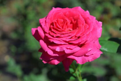 دانلود عکس رزهای قرمز و قرمز درشت گلدار زیبا در الف