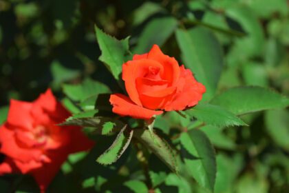 دانلود عکس رزهای قرمز و قرمز درشت گلدار زیبا در الف