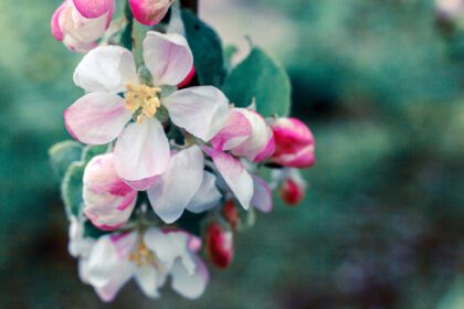 دانلود عکس گل های زیبای شکوفه سیب سفید در فصل بهار
