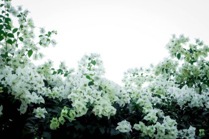 دانلود عکس گل کاغذی استوایی زیبای بوگنویل سفید