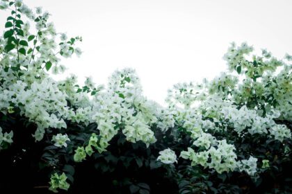 دانلود عکس گل کاغذی استوایی زیبای بوگنویل سفید