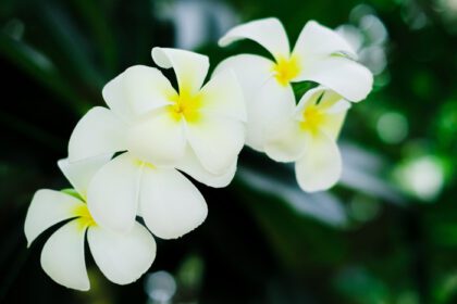 دانلود عکس گیاه گل زیبای سفید فرانسوی یا گل پلومریا