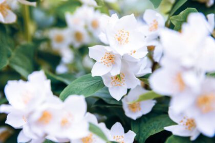 دانلود عکس گل های زیبای شکوفه یاس سفید در فصل بهار