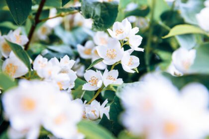 دانلود عکس گل های زیبای شکوفه یاس سفید در فصل بهار