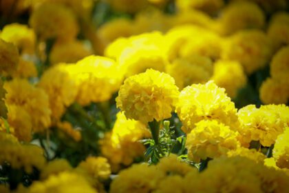 دانلود عکس گل های گل همیشه بهار زرد زیبا که در باغ تابستانی شکوفا می شوند