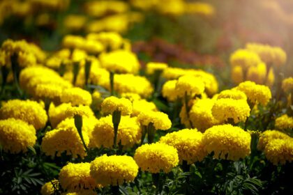 دانلود عکس گل های گل همیشه بهار زرد زیبا که در باغ تابستانی شکوفا می شوند