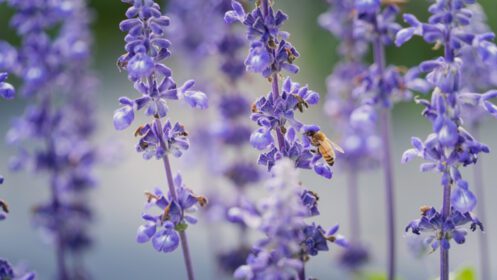دانلود عکس زنبور عسل به دنبال شهد حیوان گل اسطوخودوس بنفش