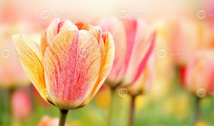دانلود عکس گل لاله صورتی با قطره شبنم روی گلبرگ و تار